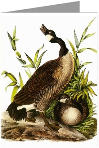 Twelve Note cards Of John James Audubon's Celebrated Illustrations Of Birds Of North America Featuring The Canadian Goose