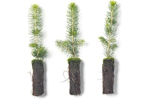 Norway Spruce Tree Seedling Plugs | 6"-12" | Arbor Day Foundation (3-Pack)