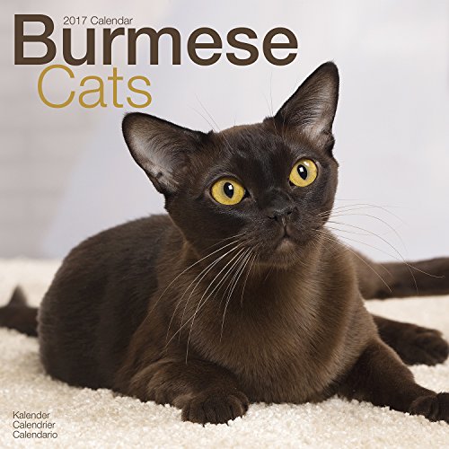 Burmese Cat Calendar - Calendars 2016 - 2017 Wall Calendars - Cat Calendar - Animal Calendar - Burmese Cats 16 Month Wall Calendar by Avonside