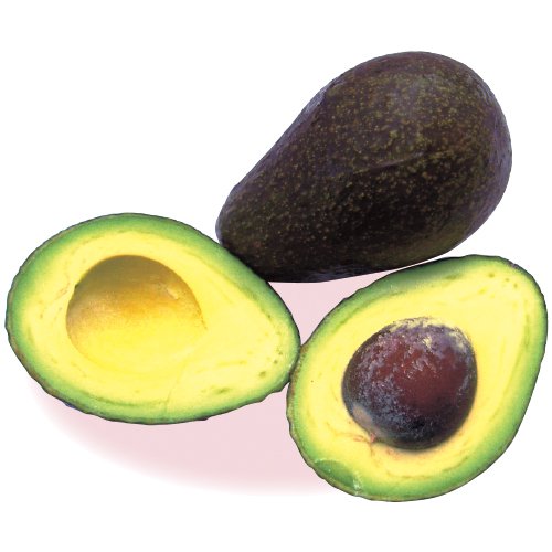 年最新海外 熱帯果樹 アボカドの苗木 接木苗 B075j7lp19 新品 Goodnews Com My