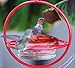Mosaic Birds Hummingbird Feeder for Outdoors Hanging, 3.4 OZ Hummingbird Feeders, Glass Bowl with 4 Feeding Ports, Leak Proof Lid & Circular Perch, Red Bird Feeder, Unique Hummingbird Feeders
