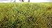 WWS Static Grass Starter Kit 1