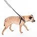 2 Hounds Design Freedom No Pull Harness and Leash Training Kit Raspberry,Medium (1 Width)