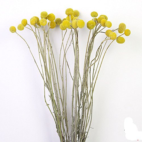 KALOR Dried Flowers Branch Farmhouse Stylet Craspedia Yellow Billy Balls For Home Decor DIY 10 Stems - Thumbnail 6