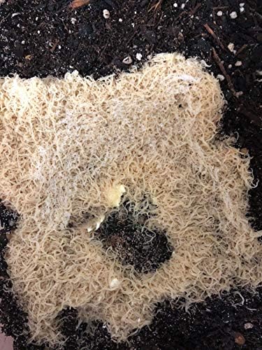emilyaquaticfood 4 Oz White Worm Starter Culture! Read Description Before Buying.!!