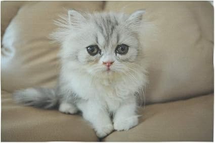 Eh Bien Tapisserie Mignon Bouleverse Triste Malheureux Chat Beaute Corps Animal Tapisserie Psychedelique Indien Chambre Tapisserie Dortoir Decor Pour Salon Chambre 60 40 Pouces 152 Cm X 102 Cm Amazon Fr Cuisine Maison Eh Bien Tapisserie Mignon Bouleverse Triste Malheureux Chat Beaute Corps Animal Tapisserie Psychedelique Indien Chambre Tapisserie Dortoir Decor Pour Salon Chambre 60 40 Pouces 152 Cm X 102 Cm Amazon Fr Cuisine Maison