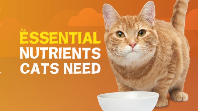6 Purina+Friskies+Extra+Chunky+Variety