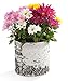 SURREAL Planters VB6 Vertical Planter, 8-Inch, Birch
