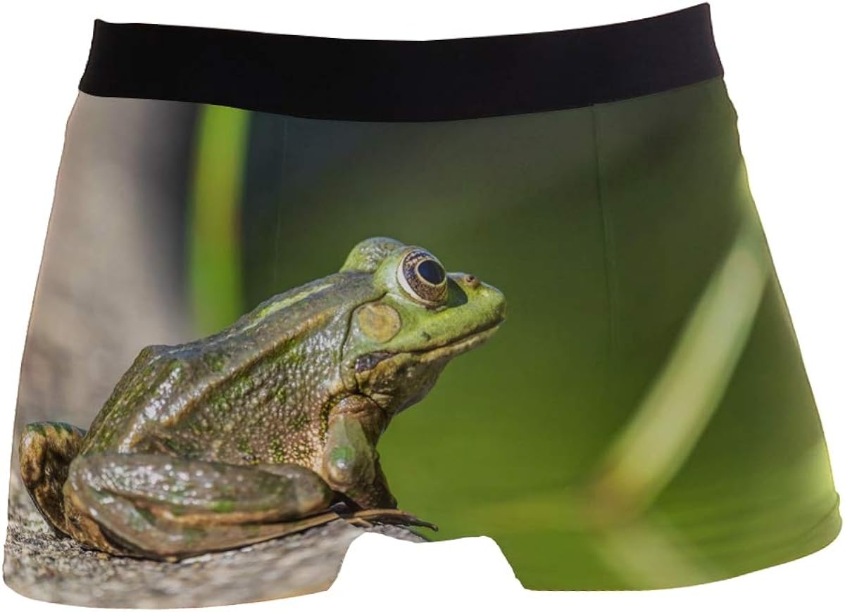 10 Mejores Estanques Poliester Para Ranas | (2020)