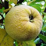 Riesiger Winterharter Feigenbaum Ficus carica Brown Turkey