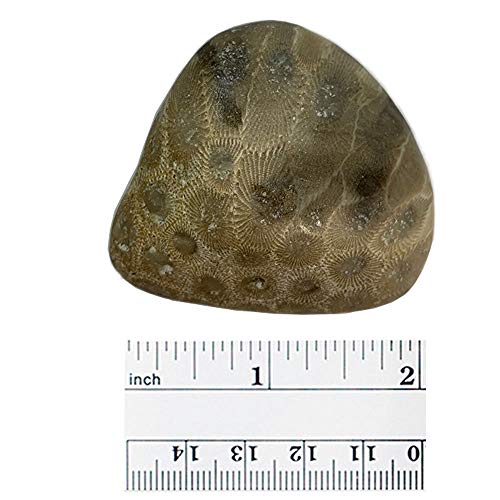 3 Petoskey+Stone+Polished+Michigan+Natural