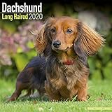 Longhaired Dachshund Calendar - Dog Breed Calendars - 2019 - 2020 Wall Calendars - 16 Month by Avons by