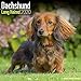 Longhaired Dachshund Calendar - Dog Breed Calendars - 2019 - 2020 Wall Calendars - 16 Month by Avons by
