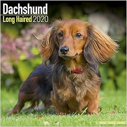 Dachshund Long Haired Calendar 2020 Amazon Ca Books