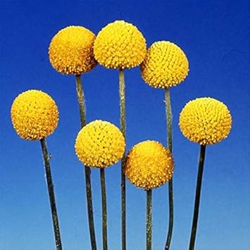 Amazon Co Jp 国華園 種 花たね クラスペディア 1袋 50mg メール便配送 21年春商品 Diy 工具 ガーデン