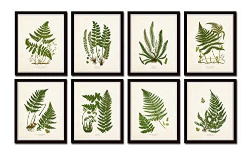 Amazon.com: Vintage Ferns No. 34 Botanical Print Set of 8 Giclee Fine