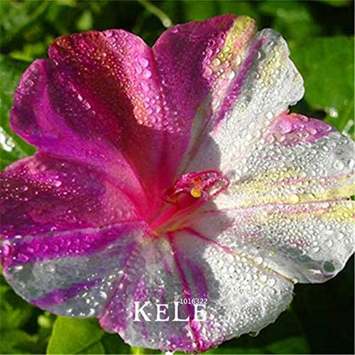 6 大セール 30種子 ロット18品種ジャスミン種子の花種子庭の植物