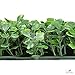 NatraHedge Artificial Boxwood Hedge Mat 20