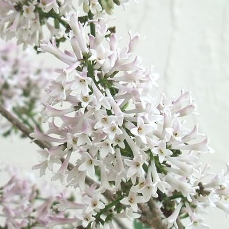 Amazon Co Jp ヒメライラック わい性ライラック ミスキム5号ポット 淡いピンクの芳香花の姫ライラック 鉢植えでも栽培可能 ホーム キッチン
