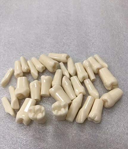 HumModels Practical False Teeth Model Frasaco Typodont Replacement Teeth