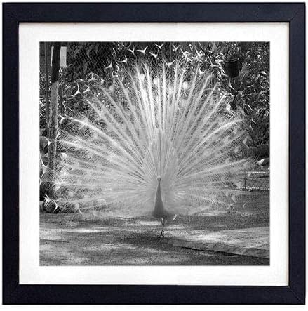 GLITZFAS PRINTS Framed Wall Art - Peacock Feathers Bird Bright Handsome Male - Art Print Black Wood Framed Wall Art Picture for Home Decoration - 20"x20" (50cmx50cm) - Framed Black and White