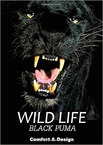 black puma cat