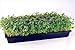Living Whole Foods 50 Plant Growing Trays (No Drain Holes) - 20inches x 10inches - Perfect Garden Seed Starter Grow Trays: for Seedlings, Indoor Gardening, Growing Microgreens, Wheatgrass & More -