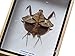 Very Rare Real Dead Leaf Mantis Insect Taxidermy in Wooden Box