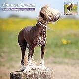 Chinese Crested 18 Month 2016 Traditional Wall Calendar