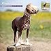 Chinese Crested 18 Month 2016 Traditional Wall Calendar