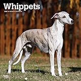 Whippets 2020 12 x 12 Inch Monthly Square Wall Calendar, Animals Dog Breeds by