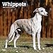 Whippets 2020 12 x 12 Inch Monthly Square Wall Calendar, Animals Dog Breeds by
