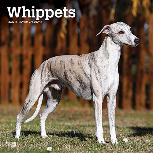 Whippets 2020 12 x 12 Inch Monthly Square Wall Calendar, Animals Dog Breeds by 