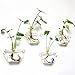 Mkono 2 Pack Wall Planter Propagation Station Hanging Plant Terrarium Glass Planter for Indoor Decor, Clear Hexagon Shape