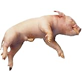 Fetal Pig Specimen for Dissection, for Biology and Anatomy Classroom, Mammalian Anatomy Study for Students, Pig Dissection Sp