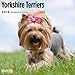 2020 Yorkshire Terriers Calendar 16 Month 12 x 12 Wall Calendar by Bright Day Calendars (Terriers Collection) (Yorkshire Terriers 2019)