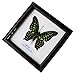 RARE FRAMED REAL BEAUTIFUL TAILED JAY BUTTERFLY DISPLAY INSECT TAXIDERMY 5
