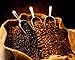 Mexican El Mezcal Micro Lot Coffee Beans (Light Roast (City), 2.5 pounds Whole Beans)