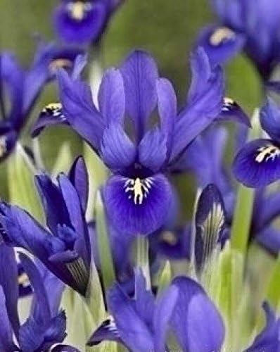 Viridis Hortus - 50 x Iris - Harmony Reticulata Bulbs (Excellent as Cut Flowers)