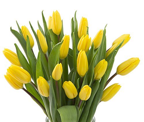 Blooms2Door Valentine's Day Favorite: 20 Yellow Tulips (Farm-Fresh Flowers, Cut-to-Order, and Homegrown in the USA) - Thumbnail 4