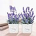 YAPA Potted Lavender Flowers -Small Artificial Plants - Fake Purple Flower with White Ceramic Vase for Home, Party & Wedding Décor