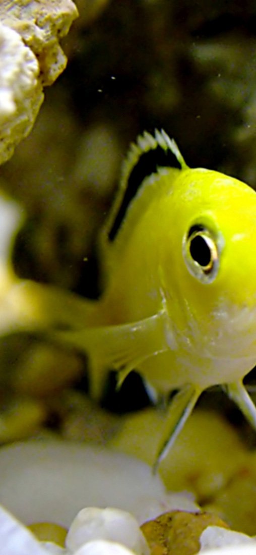 PeelitStickit Underwater, Undersea Wall Murals, ID-001, vinyl