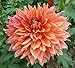 Fairway Spur Decorative Dinnerplate Dahlia - 2 Bulb Clumps