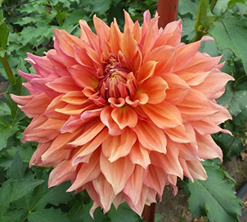 Fairway Spur Decorative Dinnerplate Dahlia - 2 Bulb Clumps Fairway Spur Decorative Dinnerplate Dahlia - 2 Bulb Clumps