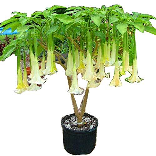 KOUYE GardenSeeds 50 pcs Rare Brugmansia Seeds Angel Angel Trumpets