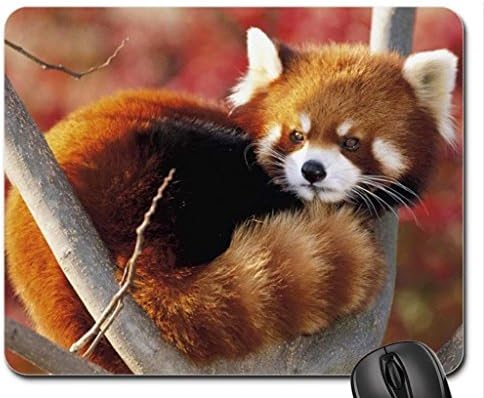 Red Panda Mouse Pad, Mousepad