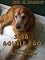 Livro Siga aquele cão