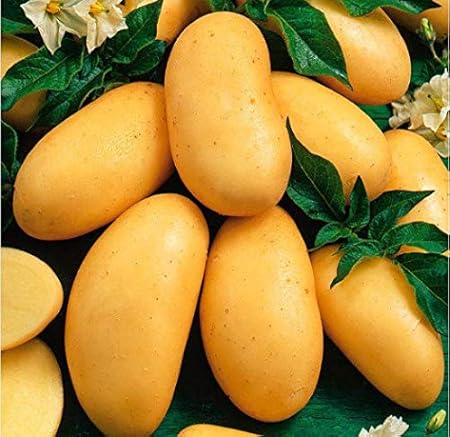 Acecoree Samen 50 Stucke Bio Kartoffel Gemuse Saatgut Ertragreich Susskartoffel Saatgut Winterhart Mehrjahrig Gemusesamen Kartoffel Samen Pflanzen Gemuse Samen Hausgarten Amazon De Garten