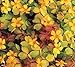 Oxalis Molten Lava (Sunset Velvet) - Live Plant in 4" Pot Yellow Oxalis PLANT Yellow Flowering Shamrock Plant