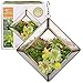 D'Eco Glass Mini Diamond Plant Terrarium (5x5x3.5) - Indoor Tabletop Copper Geometric Planter - Succulents, Air Plants, Moss - Home, Garden, Wedding & Office Decor- Gift Idea for Plant Lovers